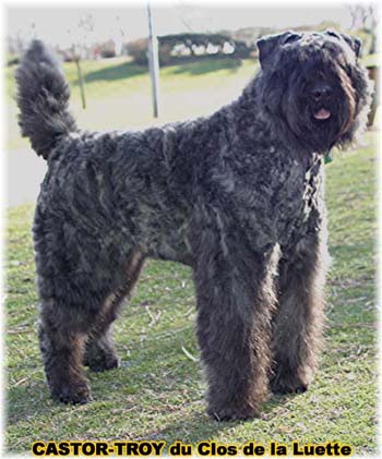 bouvier des flandres du clos de la luette - copyright déposé